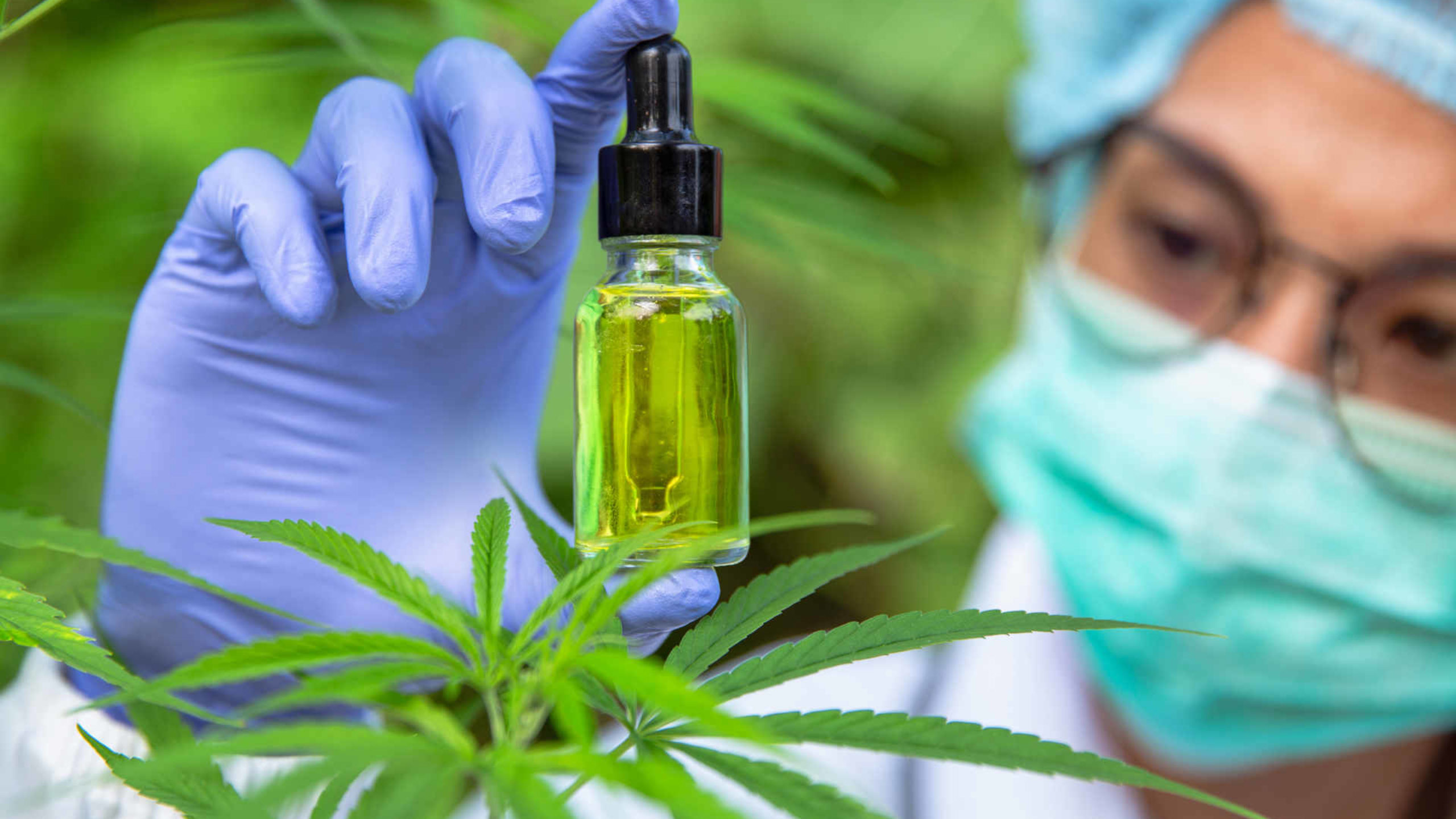 Potential of CBD Being Used in the Medical Industry